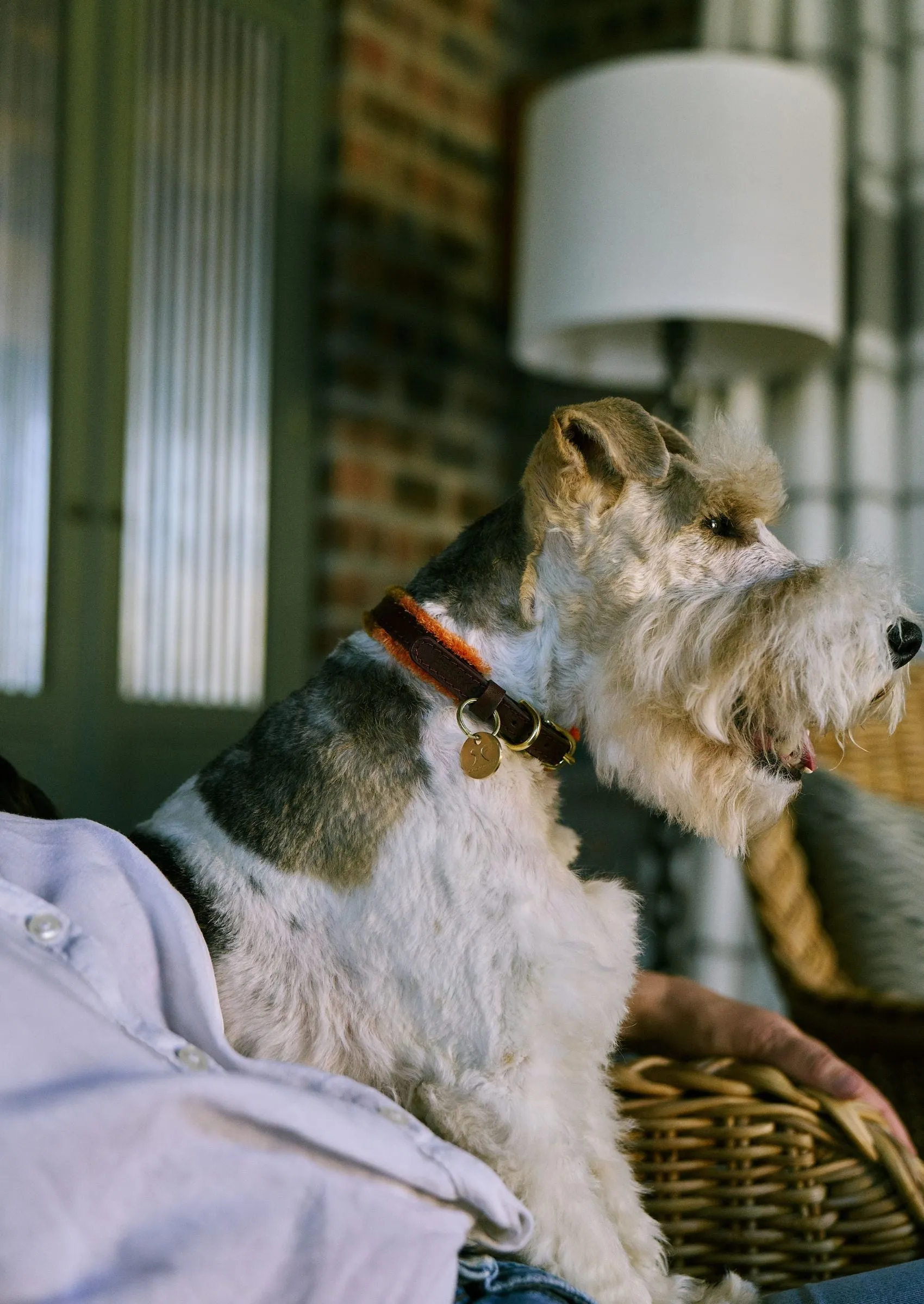 Adjustable Small Dog Collar | Pomm Pomm Autumn