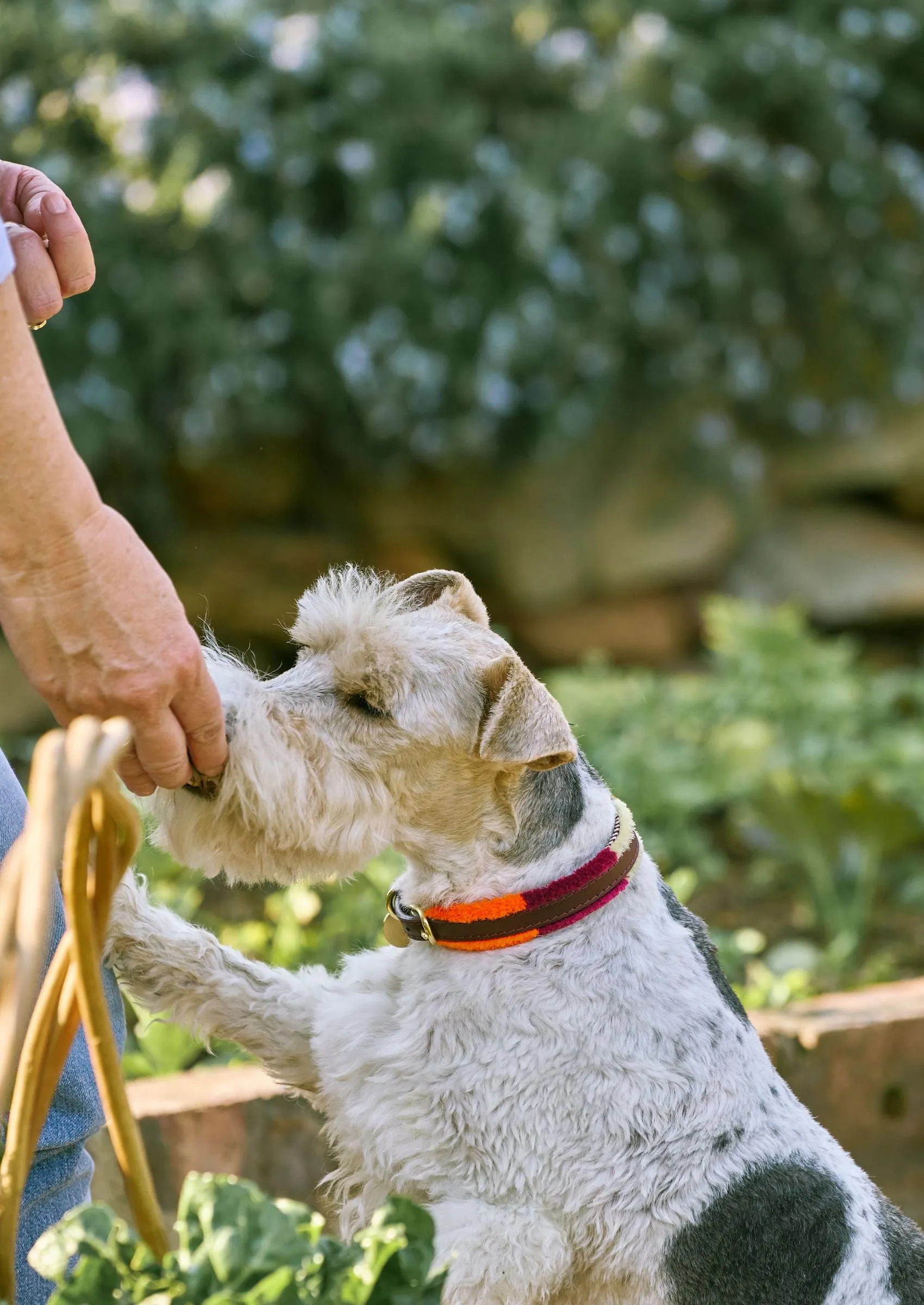 Adjustable Small Dog Collar | Pomm Pomm Autumn